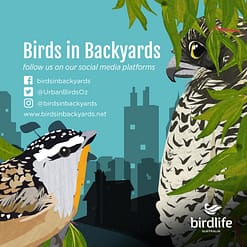 Birds in Backyards social media links tile
