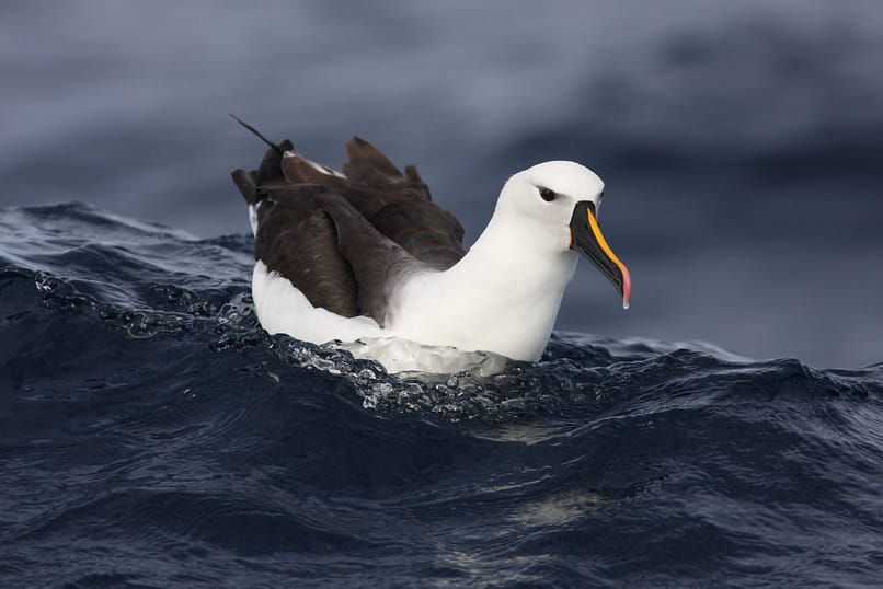 Indian_Yellow_Nosed_Albatross_RClarke_5042 copy