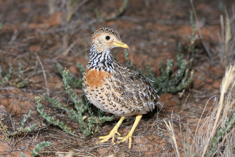 A Plains-wanderer highlighting the exquisite patterned plumage.