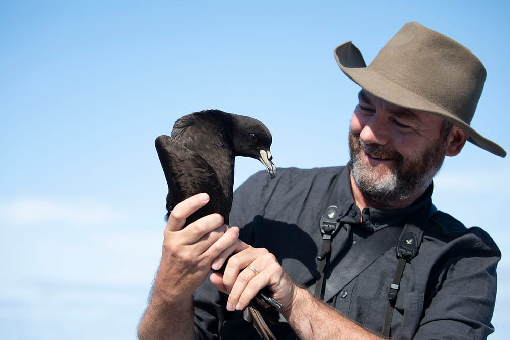 Black Petrel w Rohan_50A2526