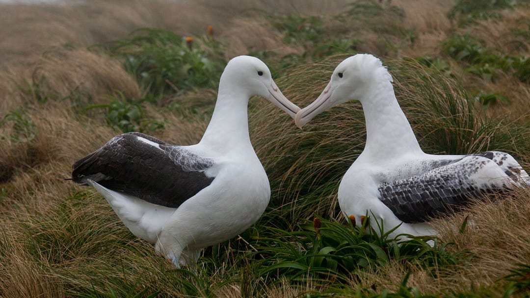 World Albatross Day 2021 with Steph Borelle from Birdlife Marine