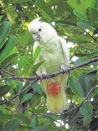 Philippine Cockatoo