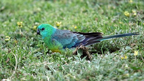 1024px-Red-rumped_Parrot_(Psephotus_haematonotus)_(31262230281)