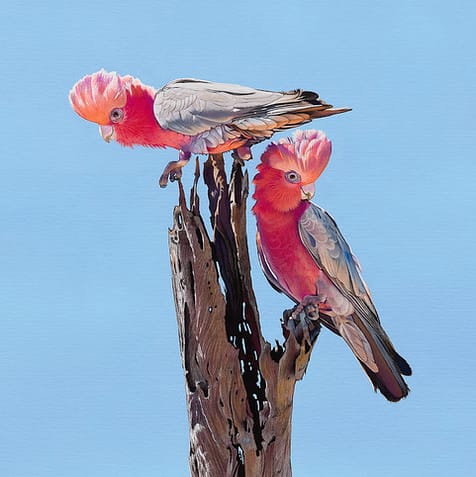 DBH FINDING SHADE SMALL