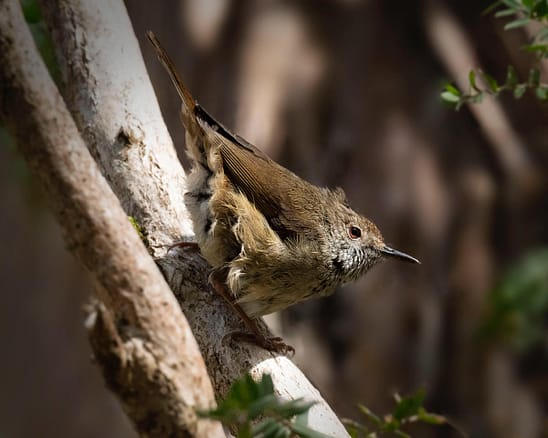 KI Brown Thornbill