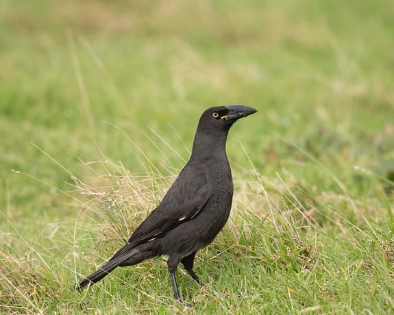 KI Black Currawong