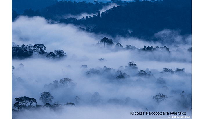 Cloud Forest @lerako