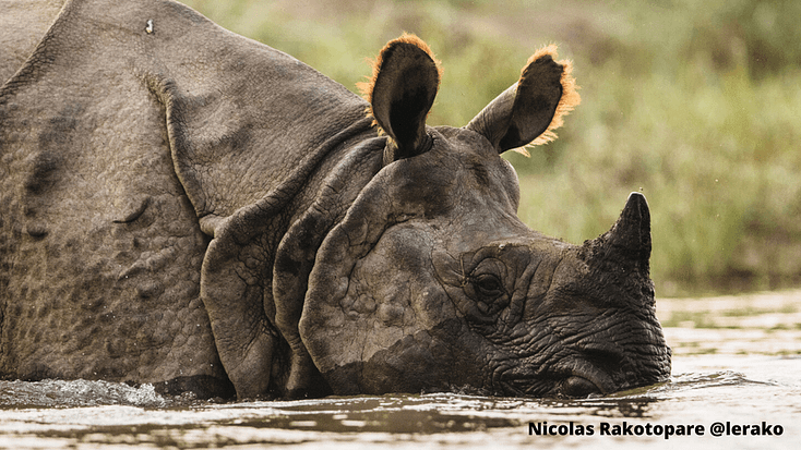 Rhino Nicolas Rakotopare @lerako