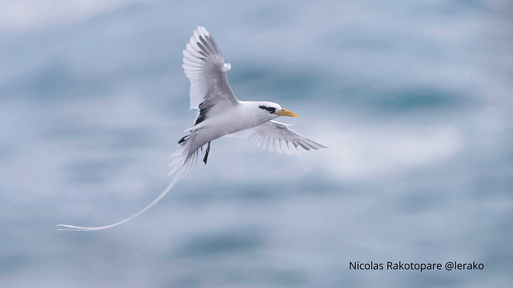 Tropicbird Nicolas Rakotopare @lerako