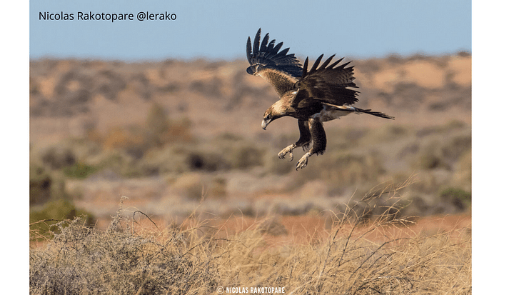 Wedge-tailed Eagle