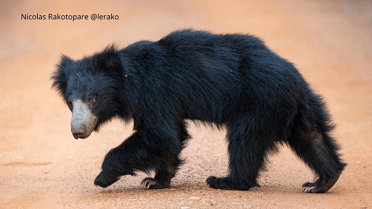 @lerako bear