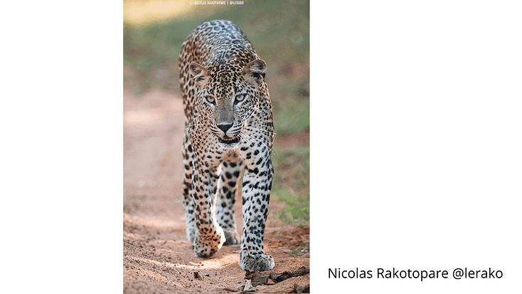 leopard @lerako