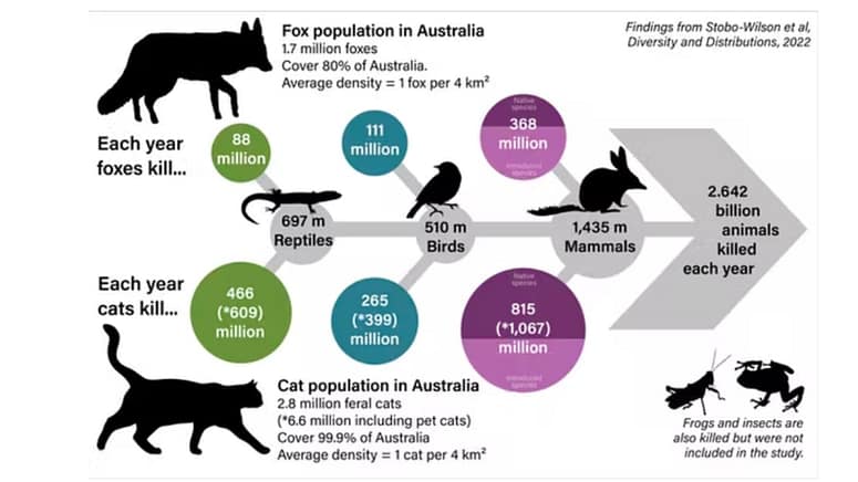 Impact of feral cats