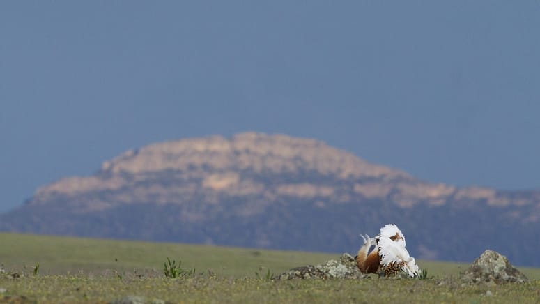 great bustard la serena extremadura march 2015 yoav perlman