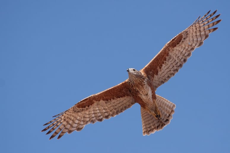 IMG_8100 Red Goshawk