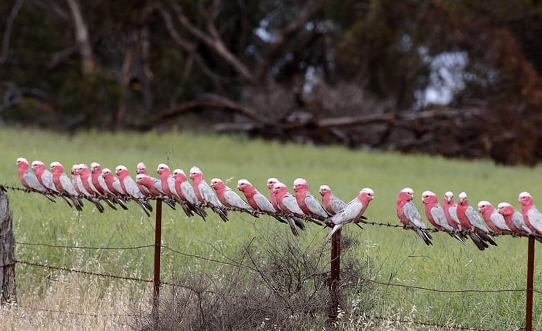 44237397875_8a30016bb0_k