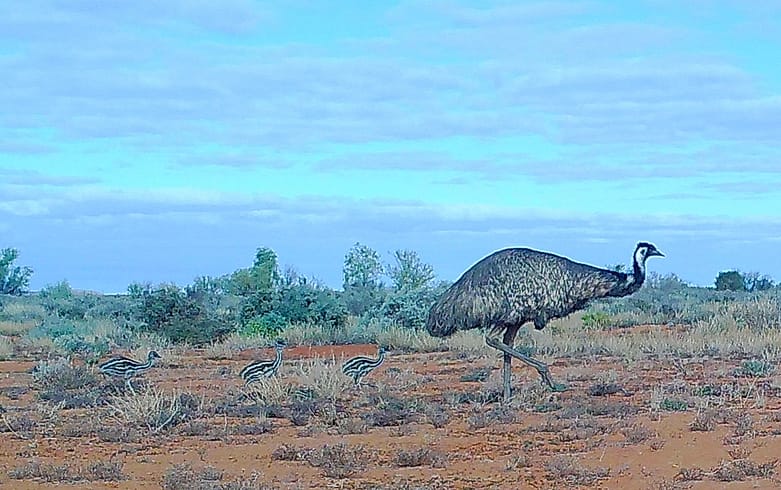 51375220416_eb2c29a737_k Camera Trap