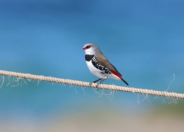 51942238145_2533727f21_h