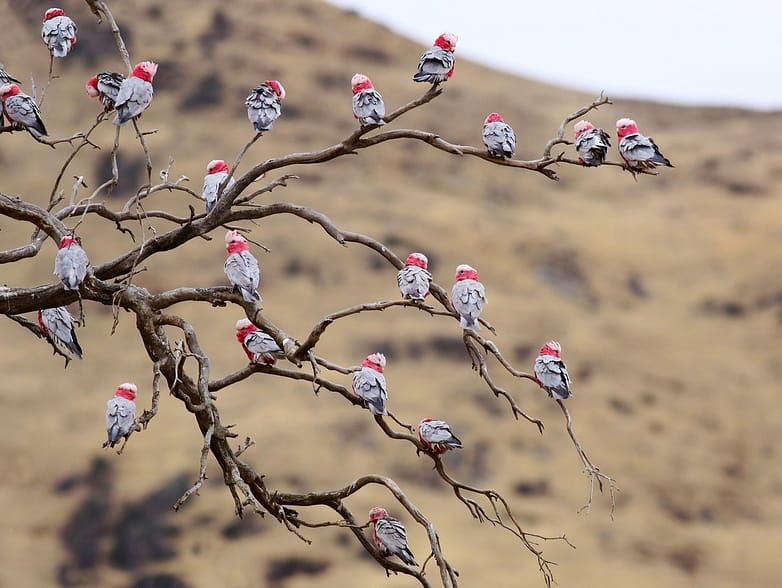 50794698153_ec9056f759_k