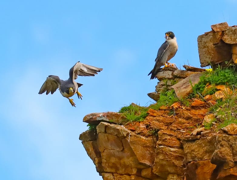 51407650293_c9f2cc4fce_o