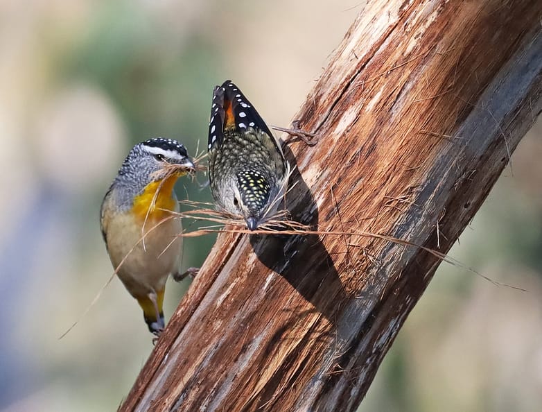 51395140199_4540d4eba8_k