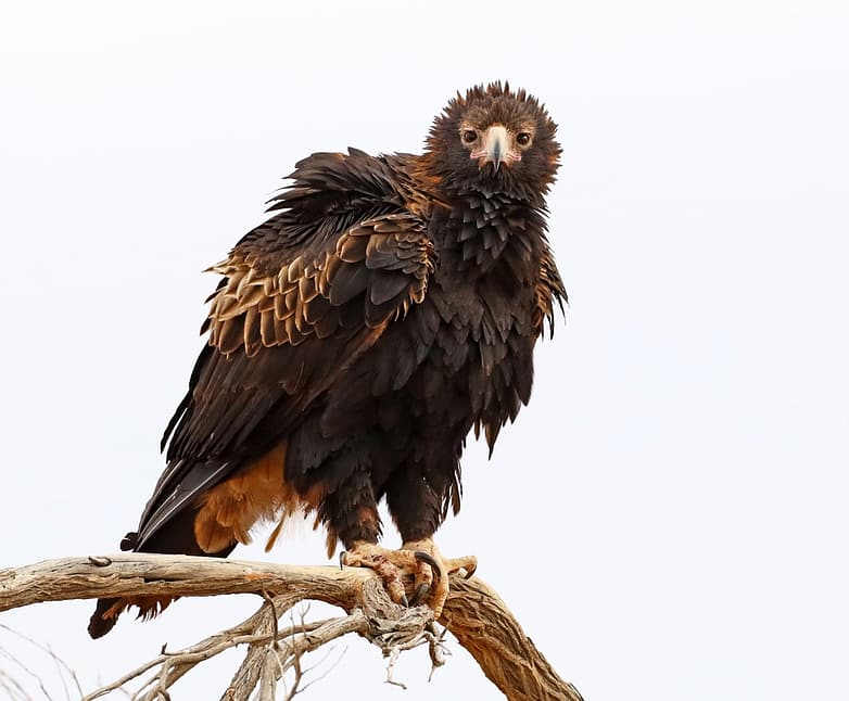 51248319858_f1bdd9c0ce_k