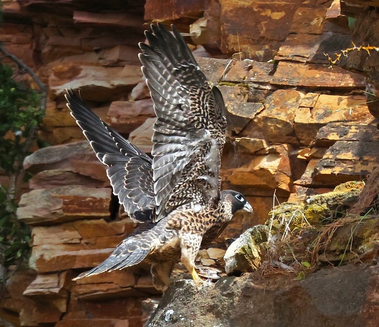 51676732645_1d60ca4b6d_o