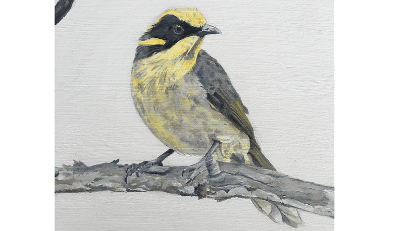 Helmeted Honeyeater by Ainsley Walters