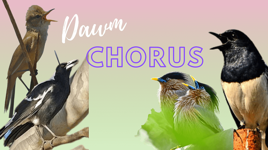 Dawn Chorus Template
