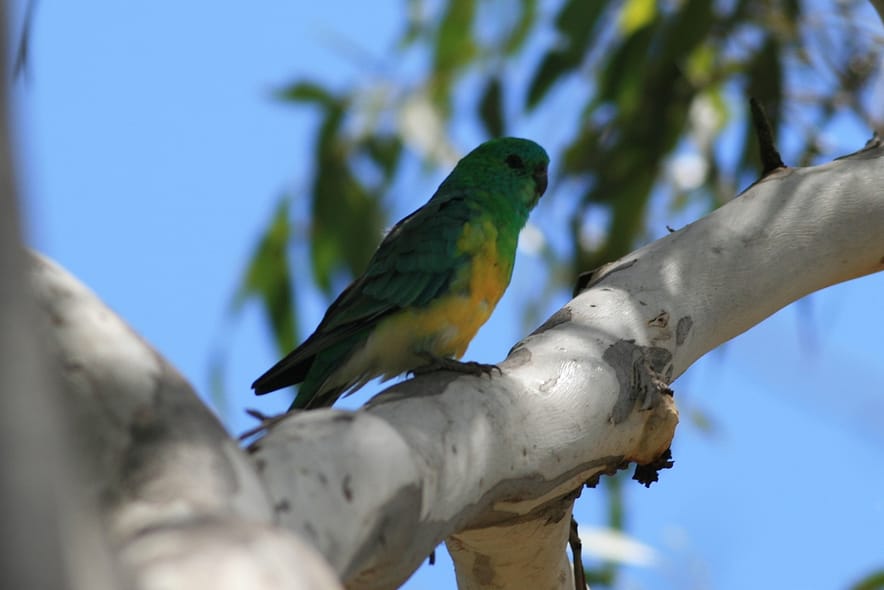 3397135696_f0f0af9c6b_o