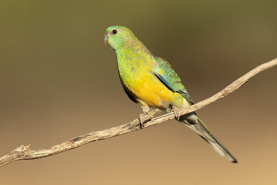 Red-rumped_Parrot_male_3462_-_Patchewollock