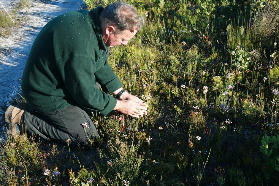 Ground Parrot work pasley track 17.11.10 NH 042