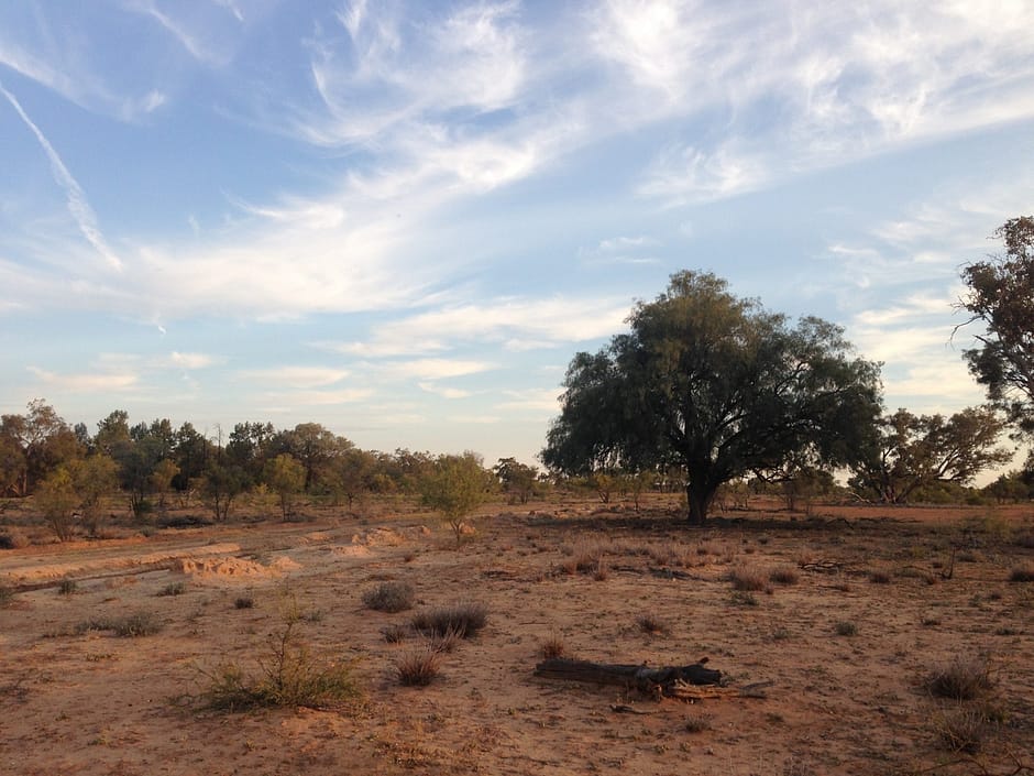 Splendid Fairywren habitat